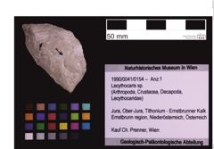 Foto (Objekt + Etiketten) von Lecythocaris sp. (NHMW-GEO-1990-0041-0154)